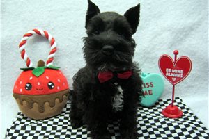 Sebastian - Miniature Schnauzer for sale