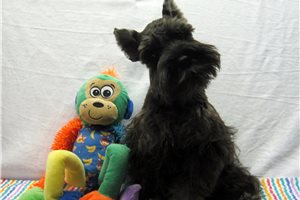 Carlito - Schnauzer, Miniature for sale