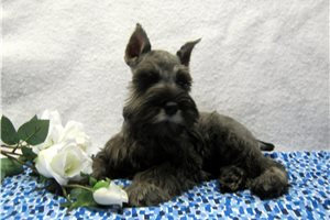 Calvin - Schnauzer, Miniature for sale