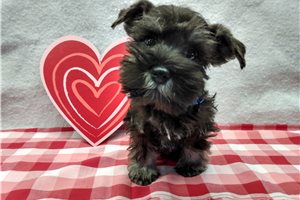 Cedric - puppy for sale