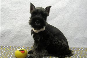 Margot - Schnauzer, Miniature for sale