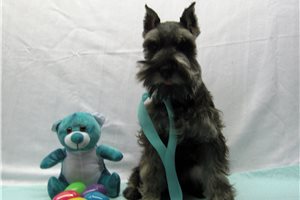 Gemini - Schnauzer, Miniature for sale