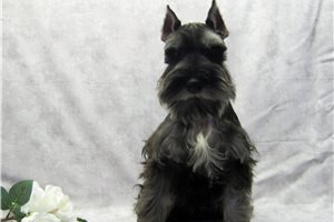 Gyro - Schnauzer, Miniature for sale
