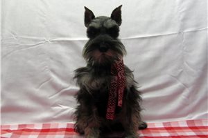Bonnie - Schnauzer, Miniature for sale