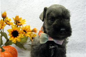 Odette - puppy for sale