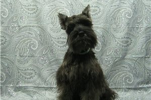 Carlito - Schnauzer, Miniature for sale