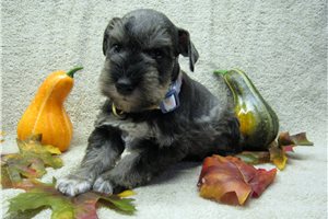 Nathan - puppy for sale