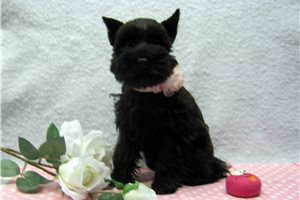 Carla - puppy for sale