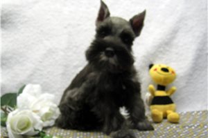 Calvin - puppy for sale