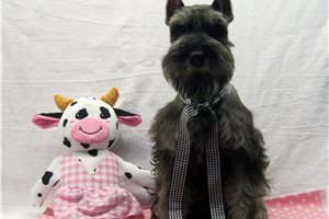 Gemini - Schnauzer, Miniature for sale