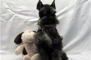 Gyro - puppy for sale