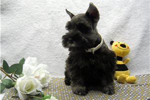 Carlito - puppy for sale