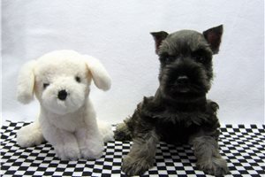 Norm - Schnauzer, Miniature for sale