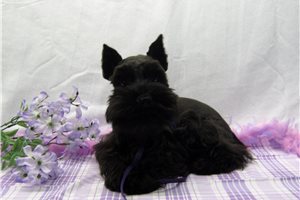Carla - puppy for sale