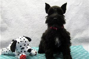 Sebastian - Schnauzer, Miniature for sale