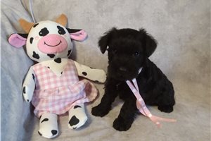 Macy - puppy for sale