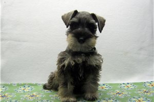 Nigel - Miniature Schnauzer for sale