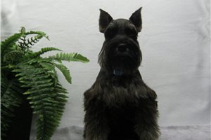 Carlito - Schnauzer, Miniature for sale