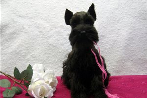 Carmela - Schnauzer, Miniature for sale