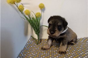 Nigel - puppy for sale