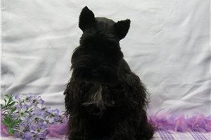 Sebastian - puppy for sale