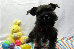 Cedric - Schnauzer, Miniature for sale