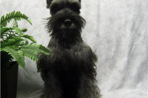 Marvin - Schnauzer, Miniature for sale