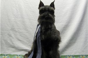 Gemini - Schnauzer, Miniature for sale
