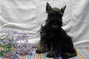 Margot - Schnauzer, Miniature for sale