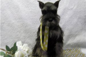 Bonnie - Schnauzer, Miniature for sale