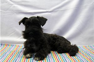Bertrand - puppy for sale