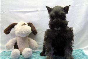 Marvin - Miniature Schnauzer for sale