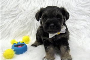 Brittany - puppy for sale
