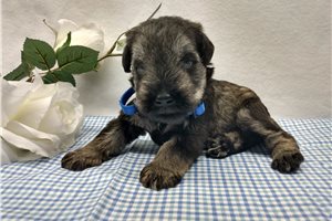 Norm - Schnauzer, Miniature for sale