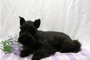 Sebastian - Schnauzer, Miniature for sale