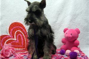 Bonnie - Schnauzer, Miniature for sale