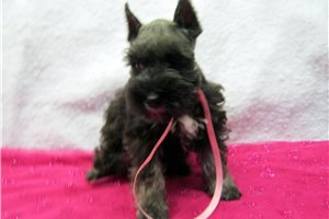 Freya - puppy for sale