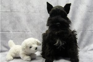 Sebastian - Schnauzer, Miniature for sale