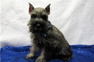 Baxter - puppy for sale