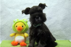 Cedric - Schnauzer, Miniature for sale
