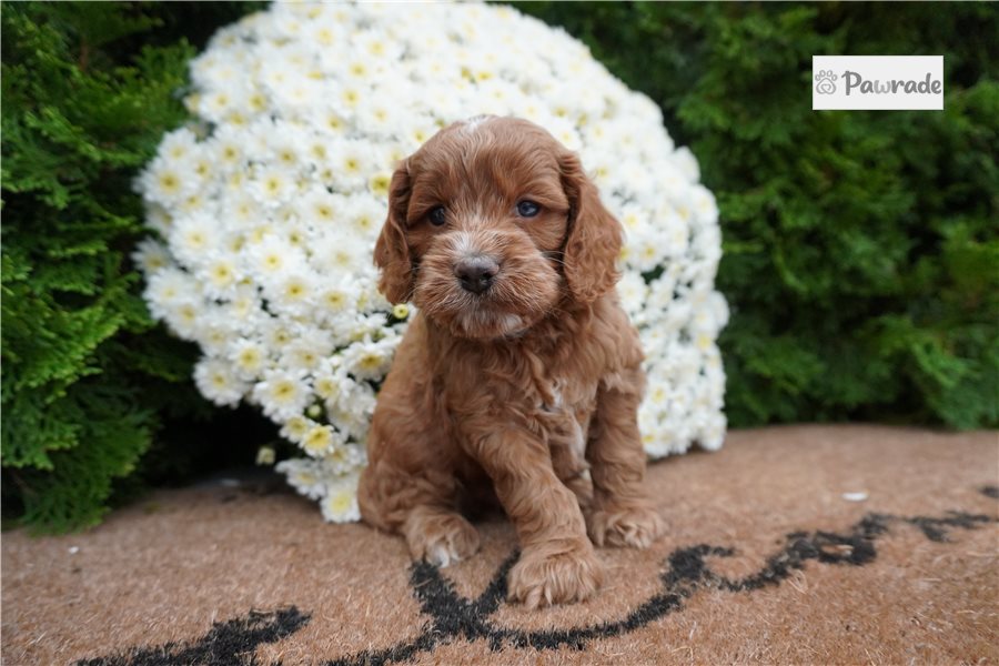 Donald, male Cockapoo puppy for sale