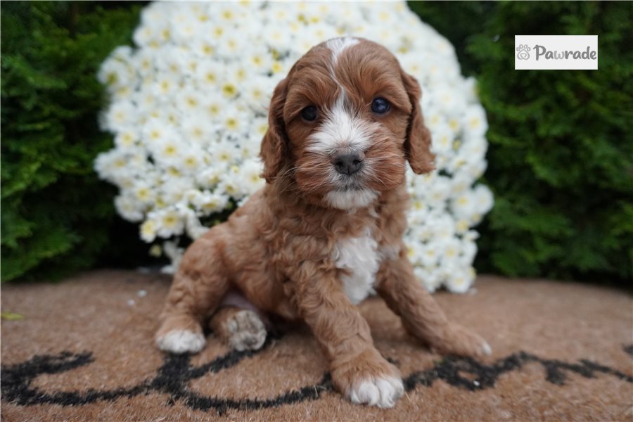 Draco, male Cockapoo puppy for sale