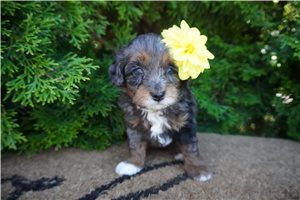 Bonnie - puppy for sale