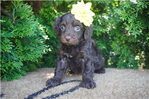 Brooklyn - Cockapoo for sale