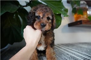 Noah - Cockapoo for sale