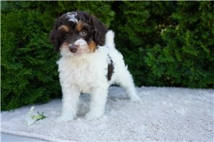 Brody - Cockapoo for sale