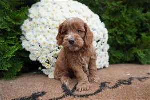Donald - puppy for sale
