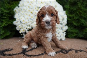 Draco - puppy for sale