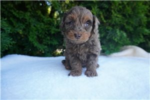 Benjamin - Cockapoo for sale
