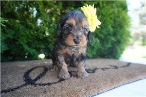 Blaire - puppy for sale